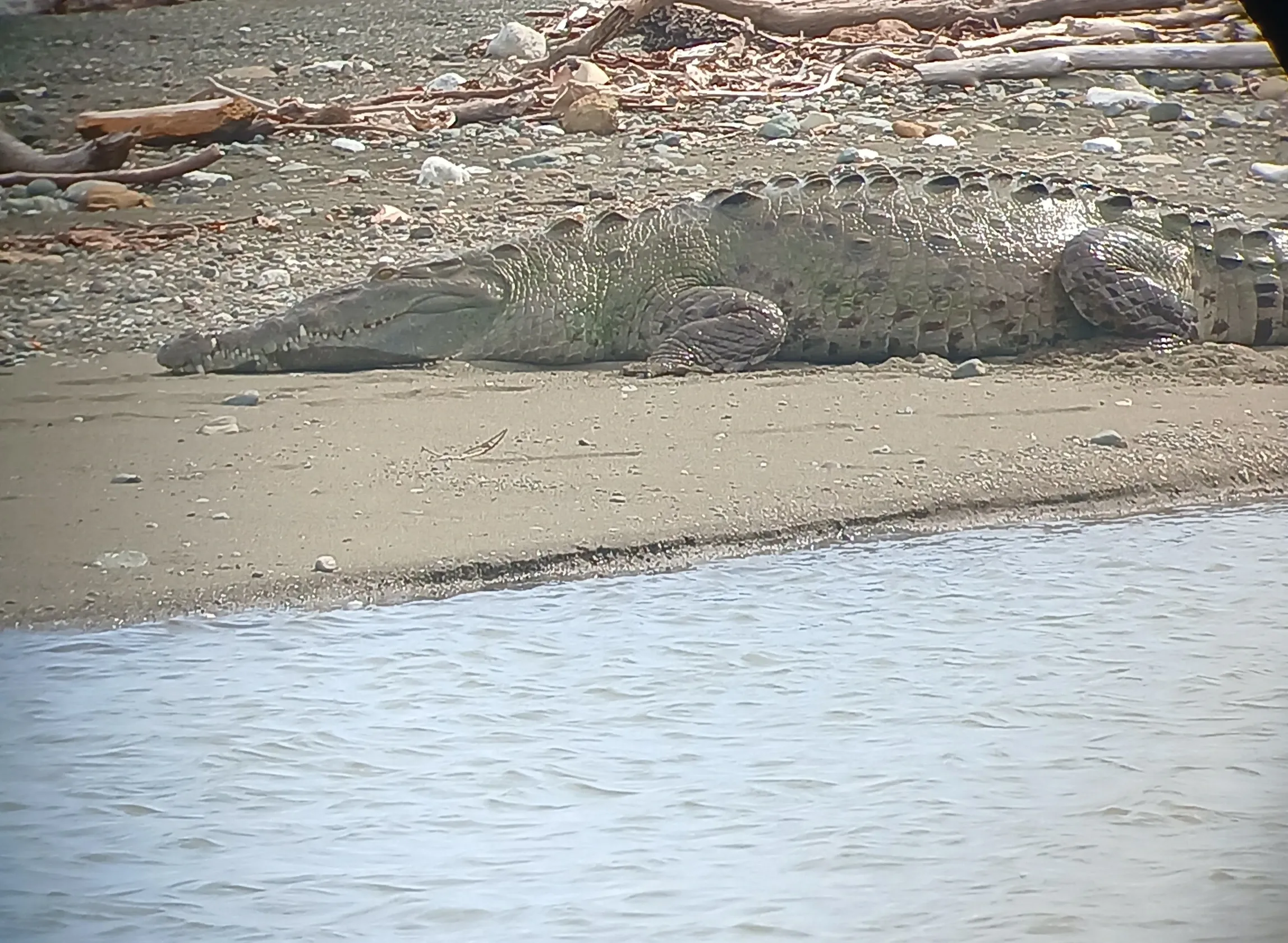 Puerto Jiménez – Sirena – Carate